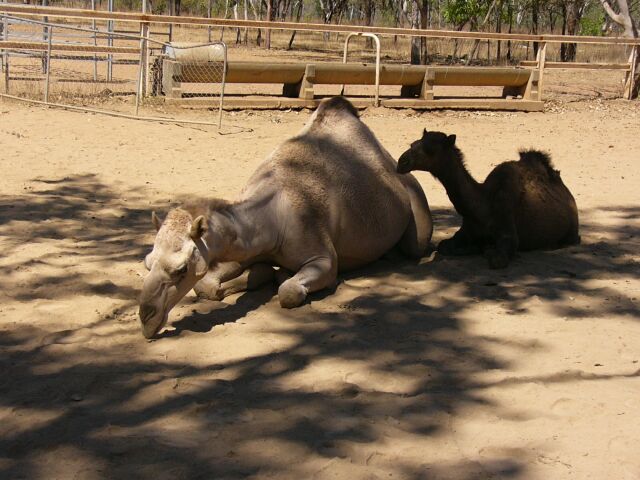 Camel with Baby